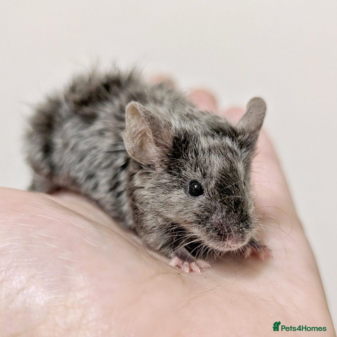 Mouse rodents for sale: Friendly Fancy Mice  - Image 3