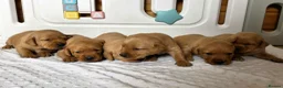 Labrador Retriever dogs for sale: 6 BEAUTIFUL FOX RED KC LABS, HEALTH TESTED PARENTS - Advert 4