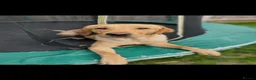 Labrador Retriever dogs for sale: Beautiful golden lab boy - Advert 3