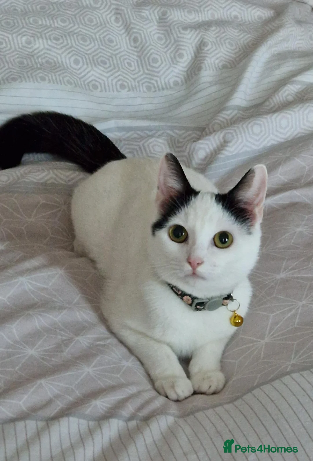 Domestic Shorthair cats for sale: 6 year old female cat  in Newport - Advert 2
