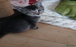 Oriental cats for sale: 2girls 1 boy - Advert 21