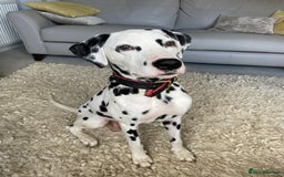 Dalmatian dogs for sale: Dalmation Puppies - Image 1