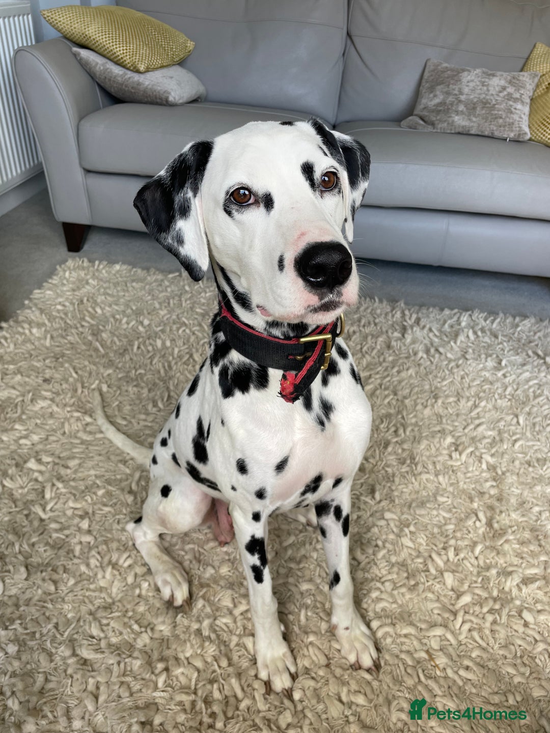 Dalmatian dogs for sale: Dalmation Puppies - Image 1