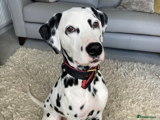 Dalmatian dogs - Advert 27