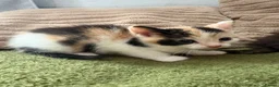 Aegean cats for sale: Aegeans kittens are looking for forever home ❤️ - Advert 4