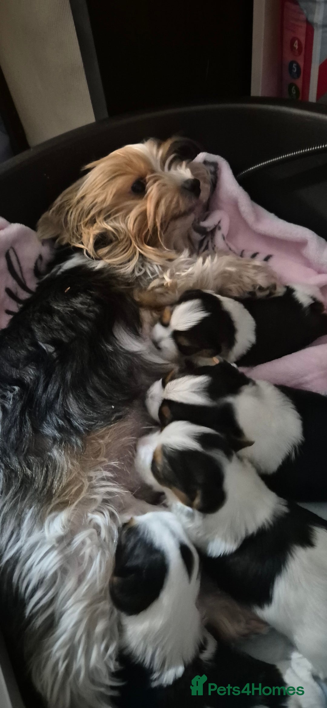 Yorkshire Terrier dogs for sale: Beautiful Biewer Yorkshire terrier puppies  - Advert 28