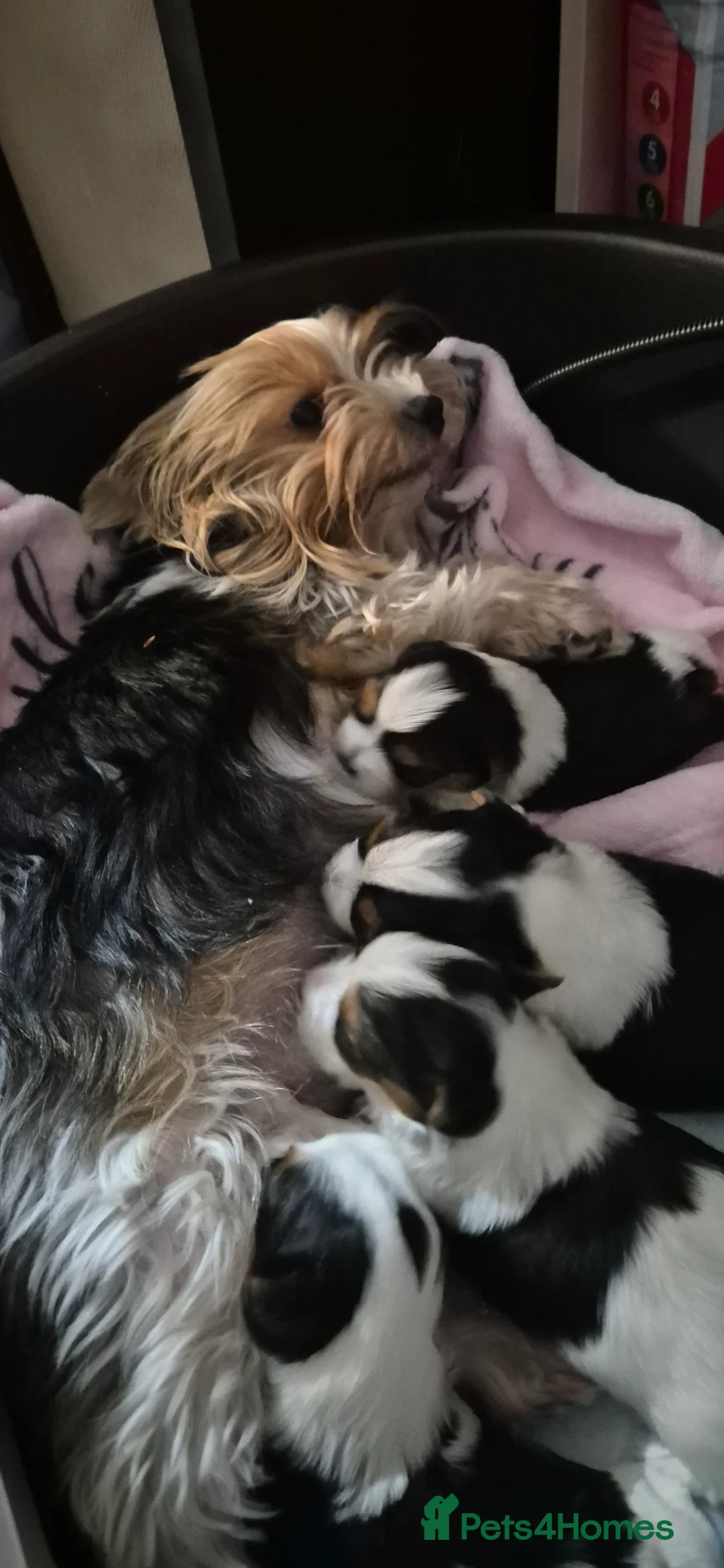 Yorkshire Terrier dogs for sale: Beautiful Biewer Yorkshire terrier boy - Advert 8