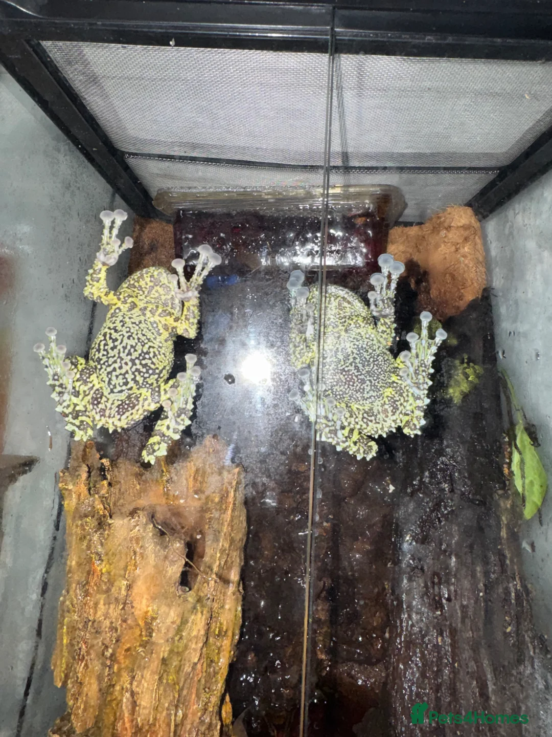 Frog reptiles for sale: Mossy frogs  in Sherborne - Advert 4
