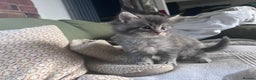 Maine Coon cats for sale: GCCF registered Maine coon kittens - Advert 12