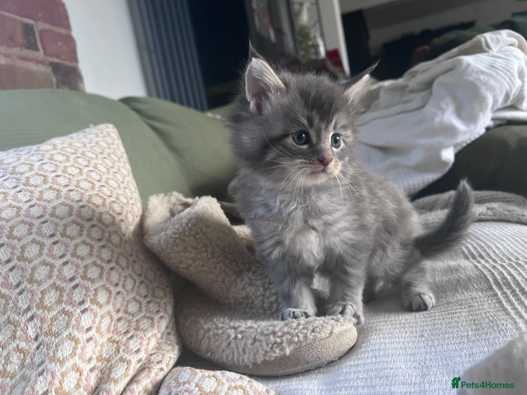 Maine Coon cats for sale: GCCF registered Maine coon kittens - Advert 12