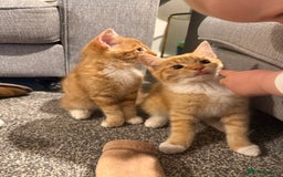 Mixed Breed cats for sale: 2 loveable boys - Image 1