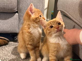 Mixed Breed cats - Advert 22