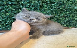 British Shorthair cats for sale: 💕British Shorthair Blue Kittens💕 - Image 12