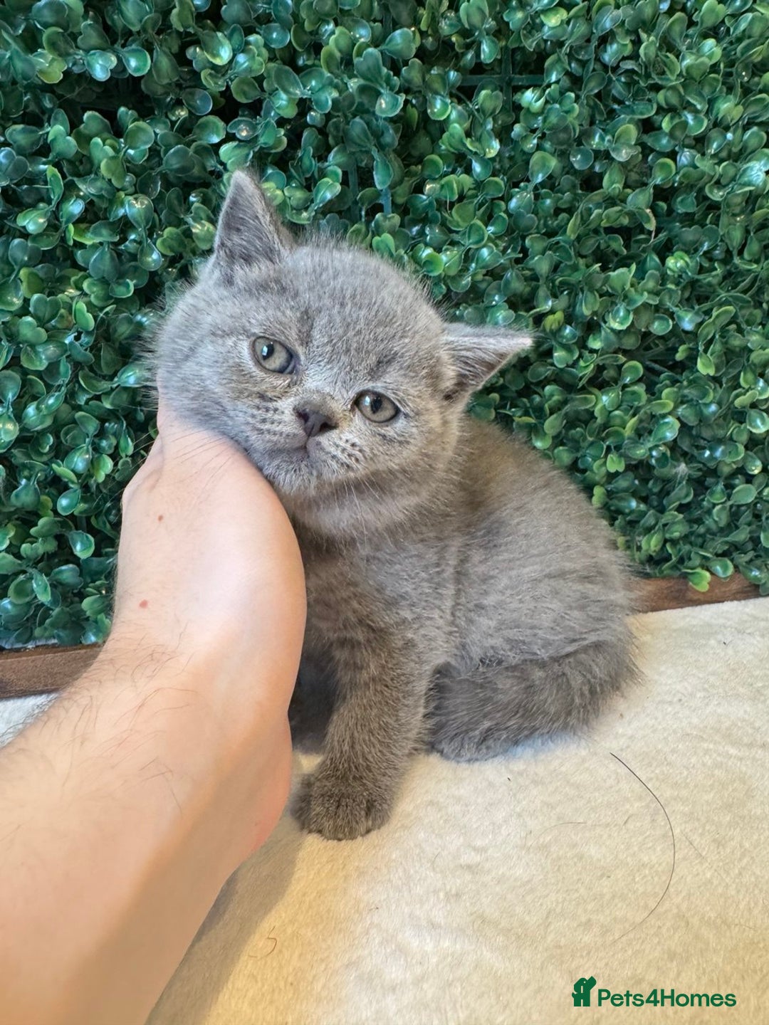British Shorthair cats for sale: 💕British Shorthair Blue Kittens💕 - Image 12
