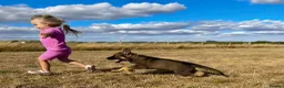 German Shepherd dogs for sale: Quality, Purebred, Large, Family Raised GSD Pups - Advert 9
