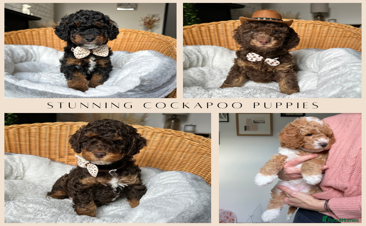 Cockapoo dogs - Advert 2