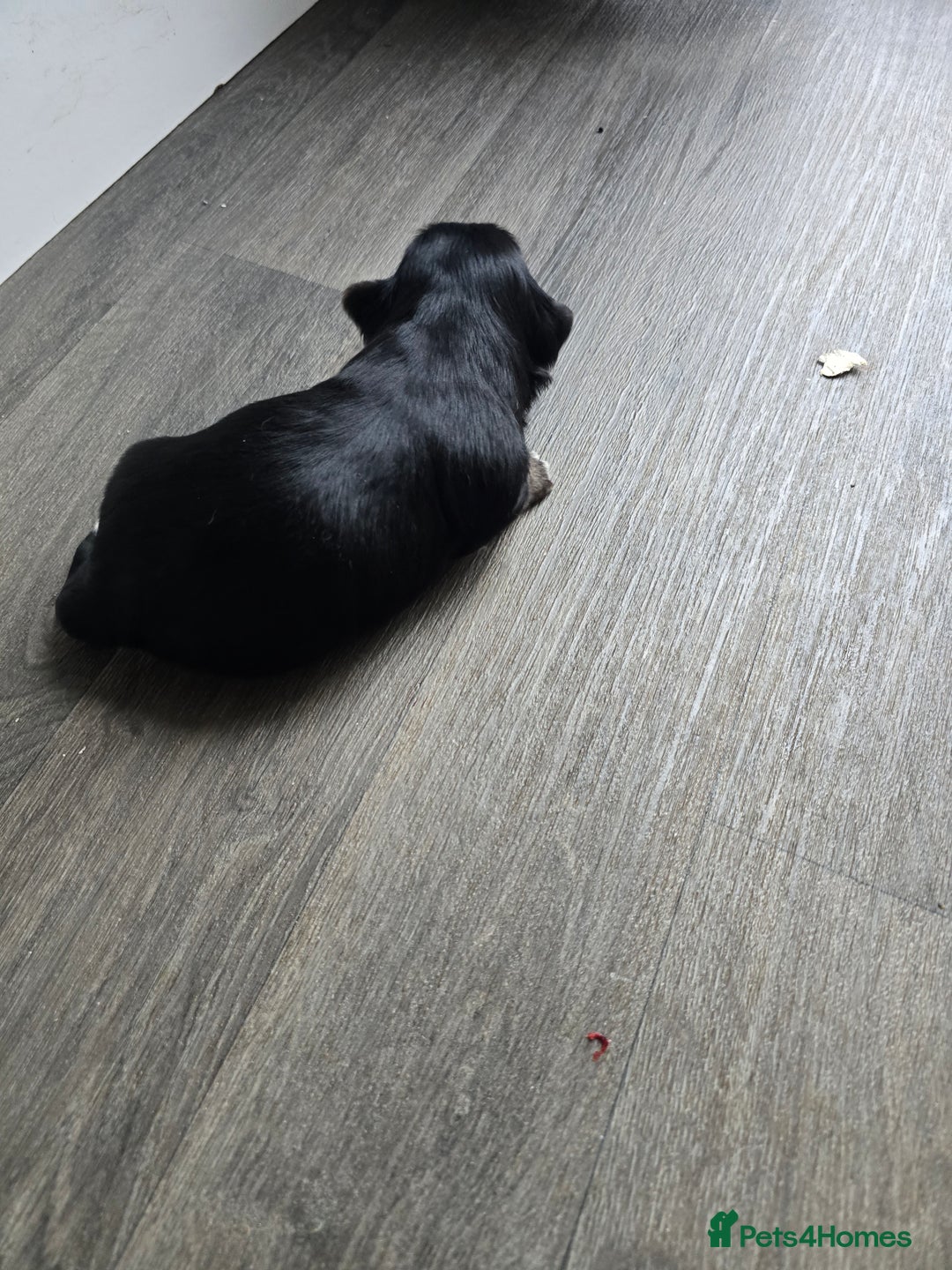 Morkie dogs for sale: Morkie puppies for sale - Image 13