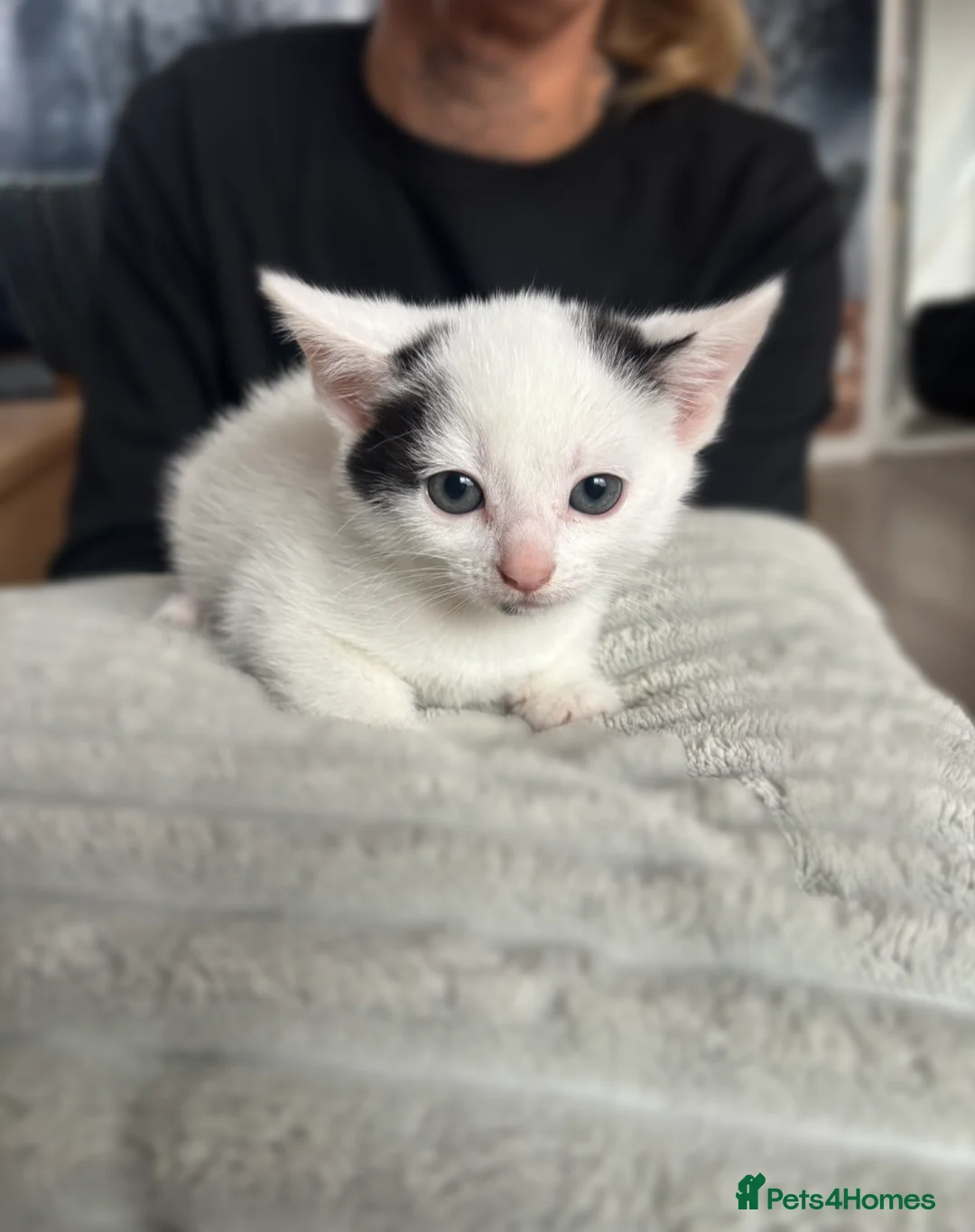 Mixed Breed cats for sale: 4 kittens looking for a home  - Advert 3