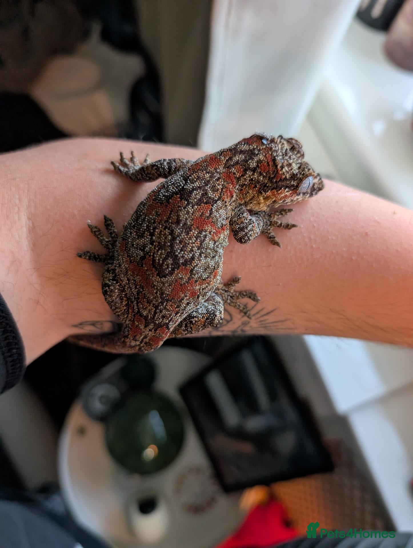 Gecko reptiles Pyro - Reticulated Gargoyle Gecko  - Advert 2