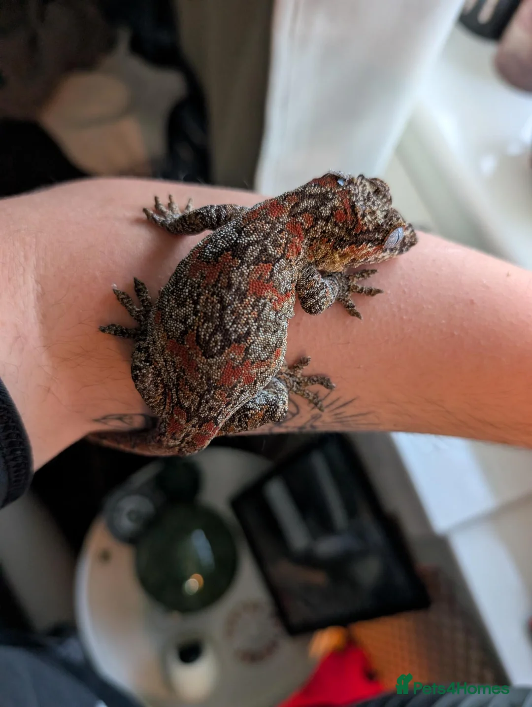 Gecko reptiles for sale: Pyro - Reticulated Gargoyle Gecko  in Reading - Advert 1