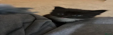 Milo