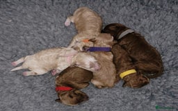 Maltipoo dogs for sale: F1b Maltipoo - Image 2