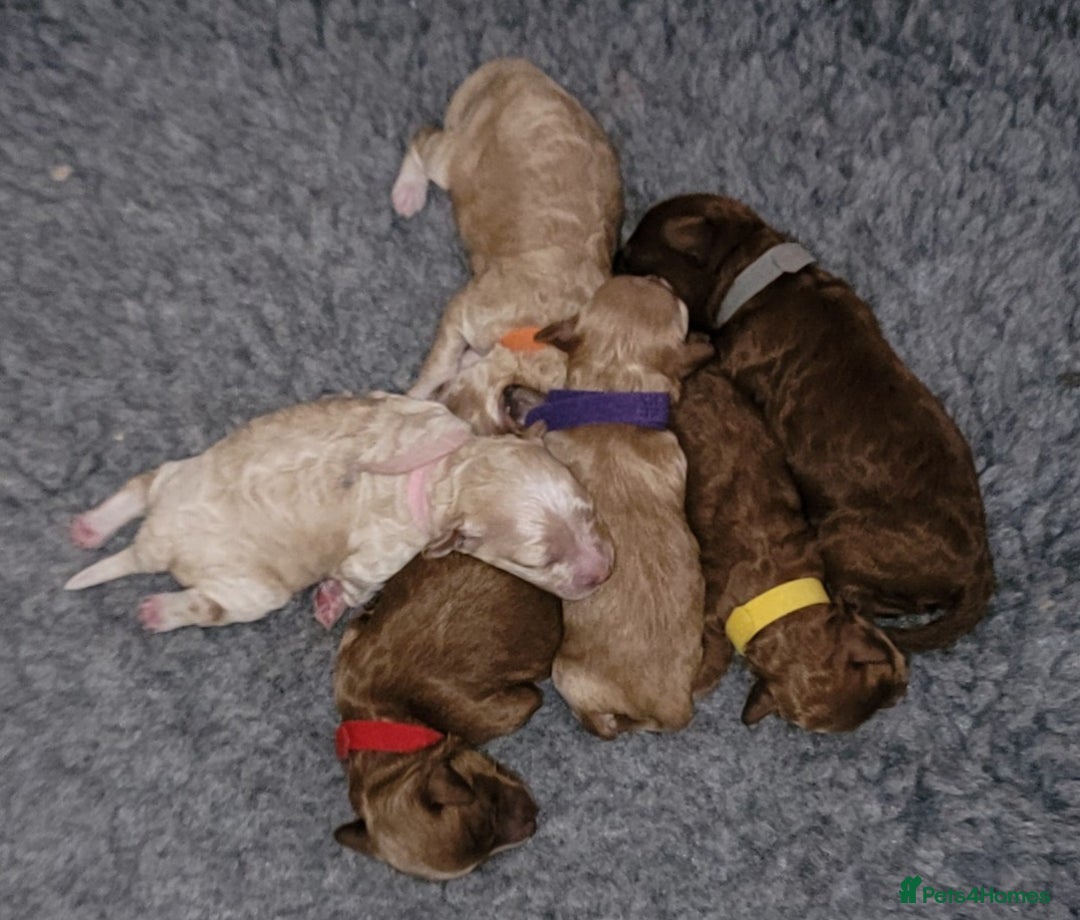 Maltipoo dogs for sale: F1b Maltipoo - Image 2