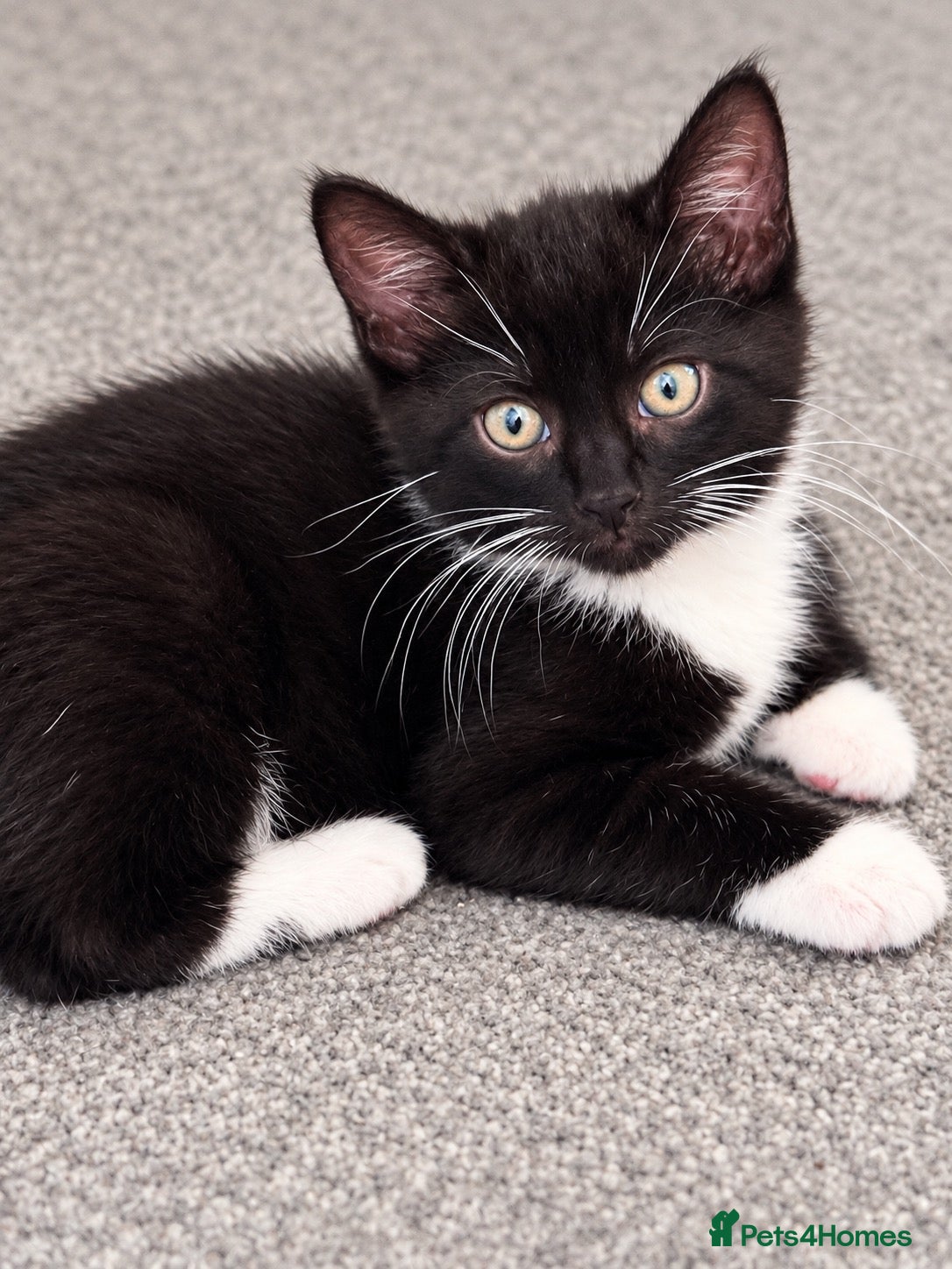 Mixed Breed cats Beautiful fluffy tuxedo kittens available now - Advert 8