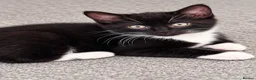 Mixed Breed cats for sale: Beautiful fluffy tuxedo kittens available now - Advert 1