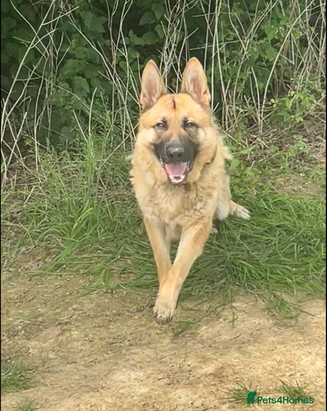 German Shepherd dogs for sale: Male German shepherd  - Advert 17