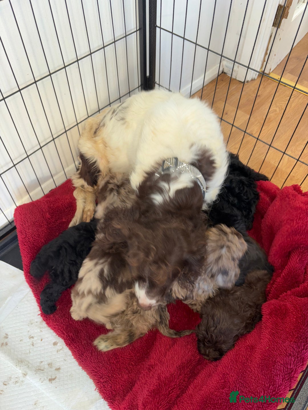 Cockapoo dogs for sale: Gorgeous Cockapoo Puppies  - Advert 31