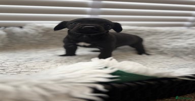 Mixed Breed dogs - Advert 4