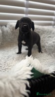 Mixed Breed dogs - Advert 14