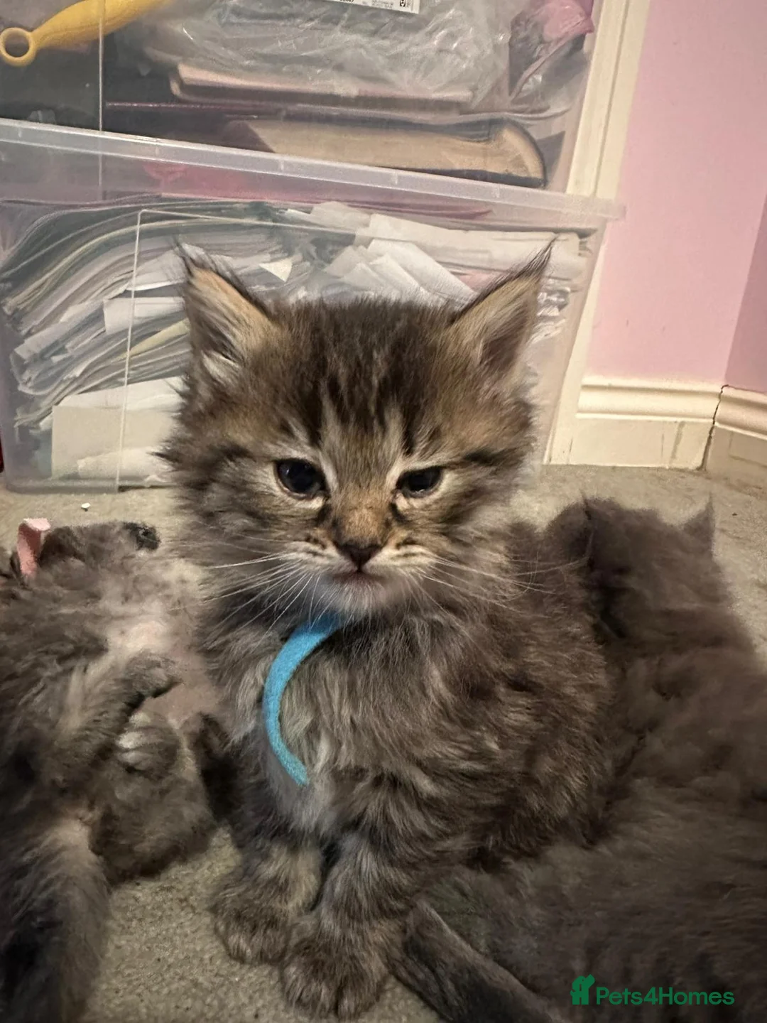 Mixed Breed cats for sale: Maine Coon cross kittens  in Southampton - Advert 27