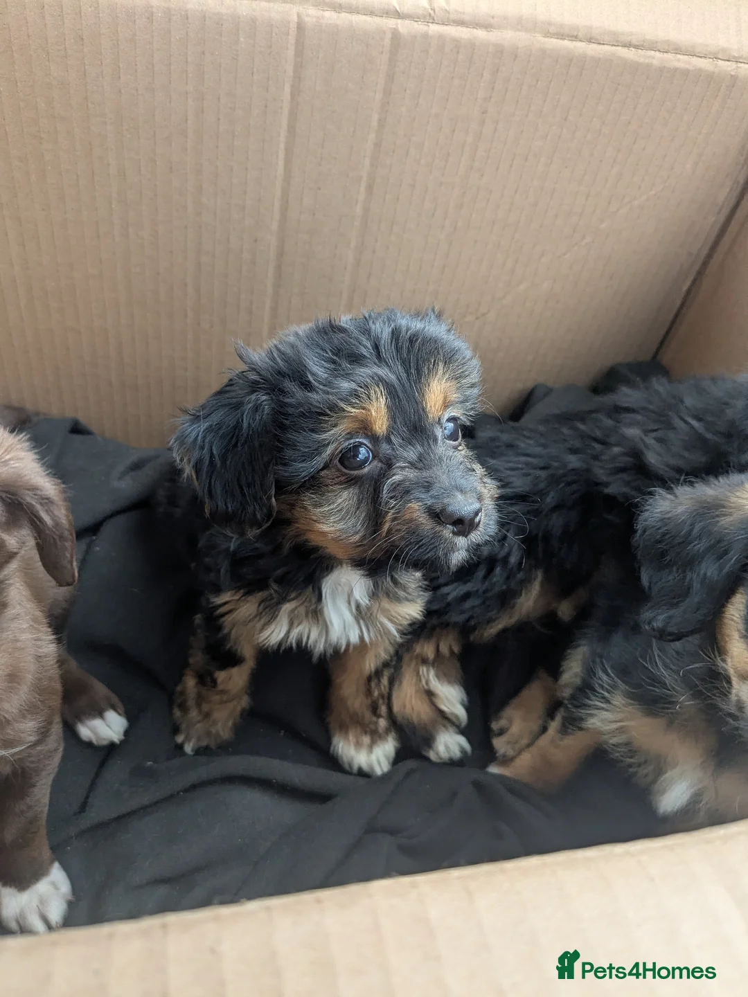 Mixed Breed dogs for sale: 4 adorable mixed breed pups for sale 3 girls 1boy - Advert 26