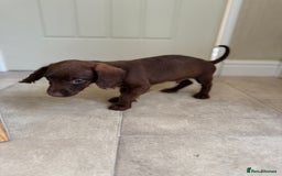 Doxiepoo dogs for sale: Daxi poos - Image 16