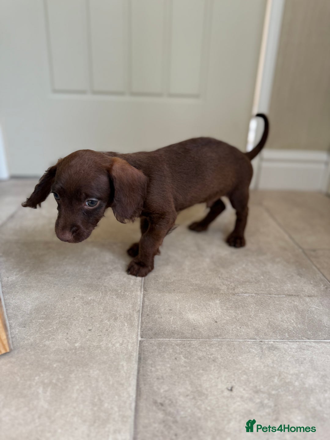 Doxiepoo dogs for sale: Daxi poos - Image 16