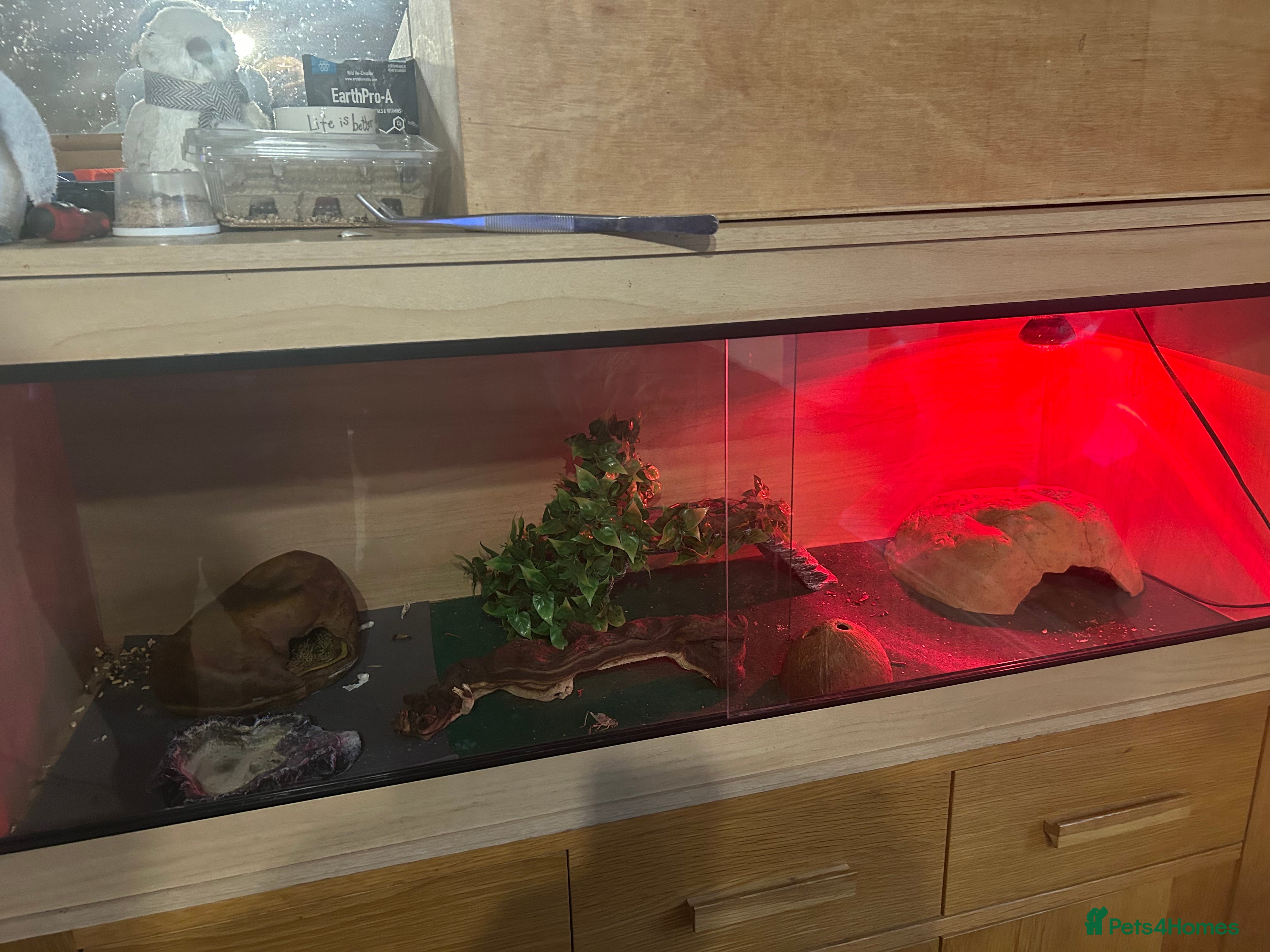 Gecko reptiles 1 Geko - Advert 4