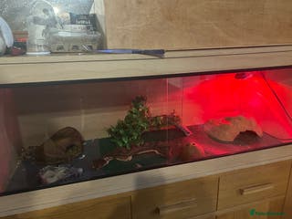 Gecko reptiles 1 Geko - Advert 5