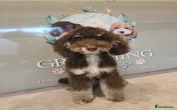 Mixed Breed dogs for sale: Toy/minture poodle  - Advert 1