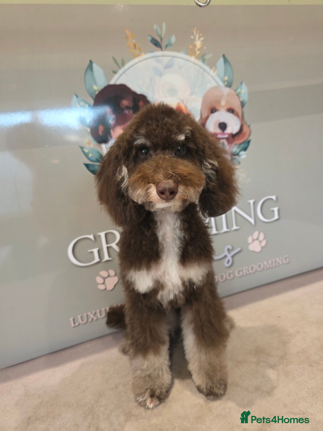 Mixed Breed dogs for sale: Toy/minture poodle  - Advert 1