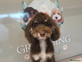 Mixed Breed dogs Toy/minture poodle - Advert 1