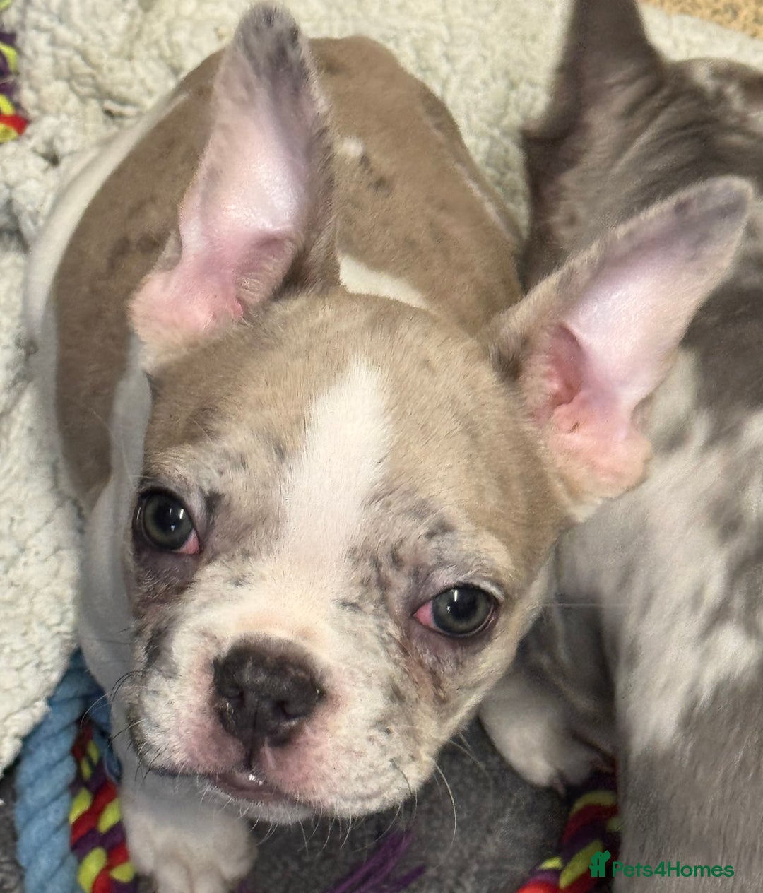French Bulldog dogs for sale: REDUCED FEMALE FRENCH BULLDOG - Image 2