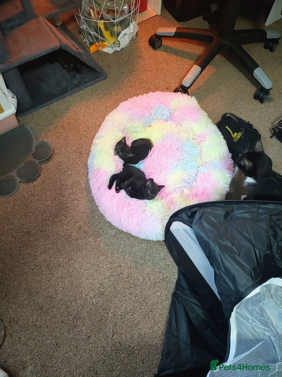 British Shorthair cats for sale: 2 male kittens  - Image 2