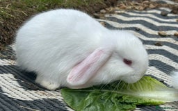 Mini Lop rabbits for sale: Mini lop /Angora mix  - Image 8