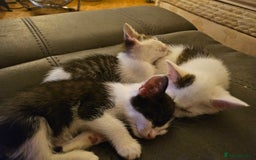 British Shorthair cats for sale: 3 kittens  - Image 9