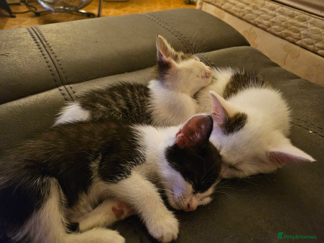 British Shorthair cats for sale: 3 kittens  - Image 9