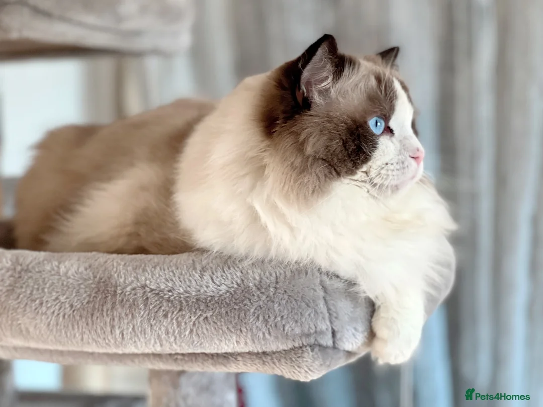 Ragdoll cats for stud: 5 Pedigree TICA European Famous R-Bloodline  in London - Advert 1