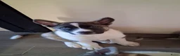 Huskita dogs for sale: Huskita  Puppies - Advert 3
