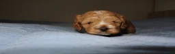 Cockapoo dogs for sale: Stunning F1 American Cockapoo HomeLicensed Breeder in Rickmansworth - Advert 15